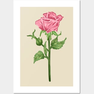 Rose Pink 3 Botanical Posters and Art